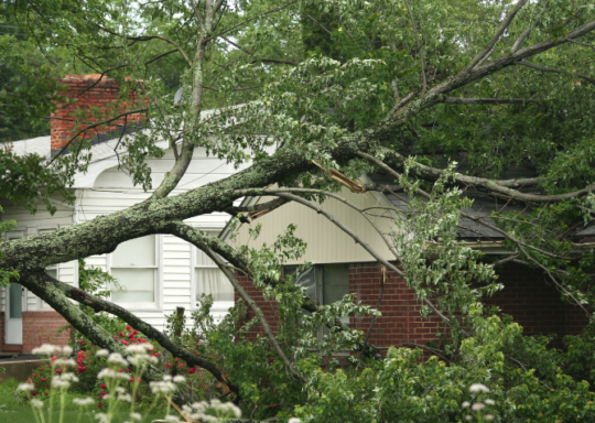 Tree fallen on house